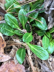 Helianthus simulans