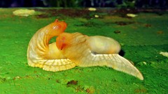 Peltella