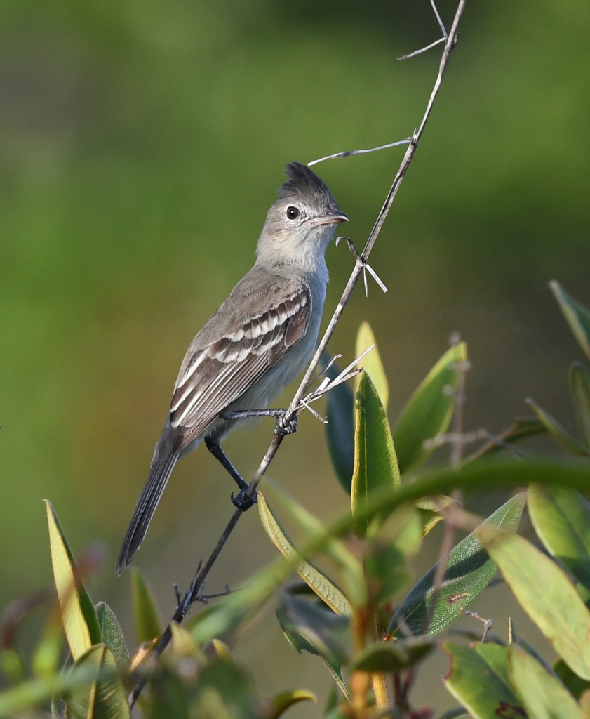 Plain-crested Elaenia photo
