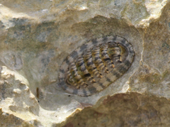 Chiton