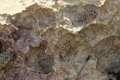 Chiton