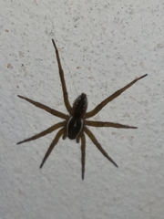 Diapontia uruguayensis