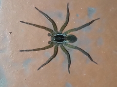 Diapontia uruguayensis