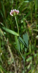 Trifolium bifidum decipiens