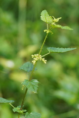 Urtica incisa