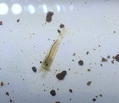 Paratya curvirostris