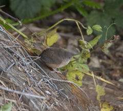 Troglodytes aedon chilensis