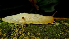 Peltella