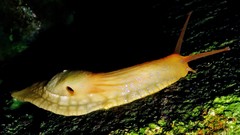 Peltella