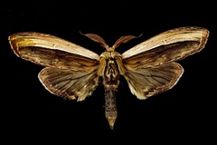 Truncaptera truncata