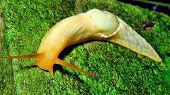 Peltella