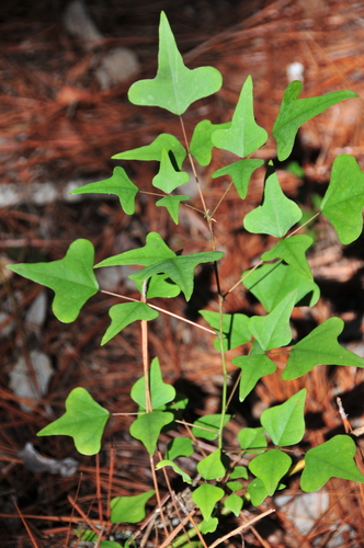 Erythrina herbacea image