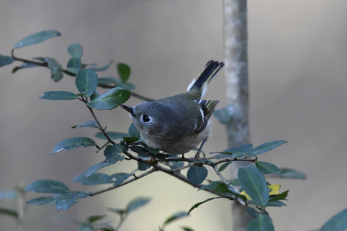 Ruby-crowned Kinglet photographed in Florida