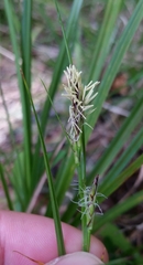 Carex globosa