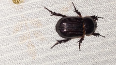 Dynastinae