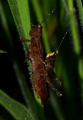 Phaeoparia aequatorialis