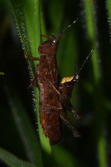 Phaeoparia aequatorialis