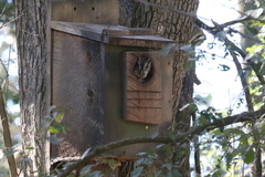 Megascops asio mccallii