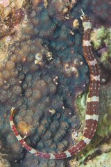 Corythoichthys amplexus