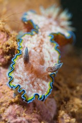Glossodoris cincta