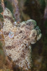 Alicia pretiosa