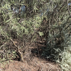 Alectryon oleifolius canescens