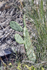 Opuntia mesacantha
