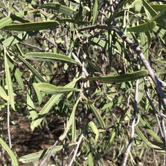 Alectryon oleifolius canescens