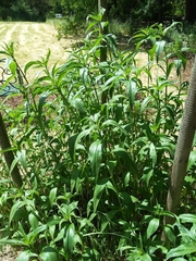 Helianthus californicus