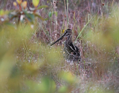 Gallinago paraguaiae