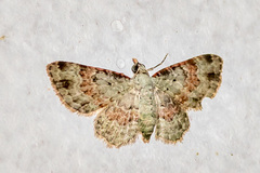 Bosara emarginaria
