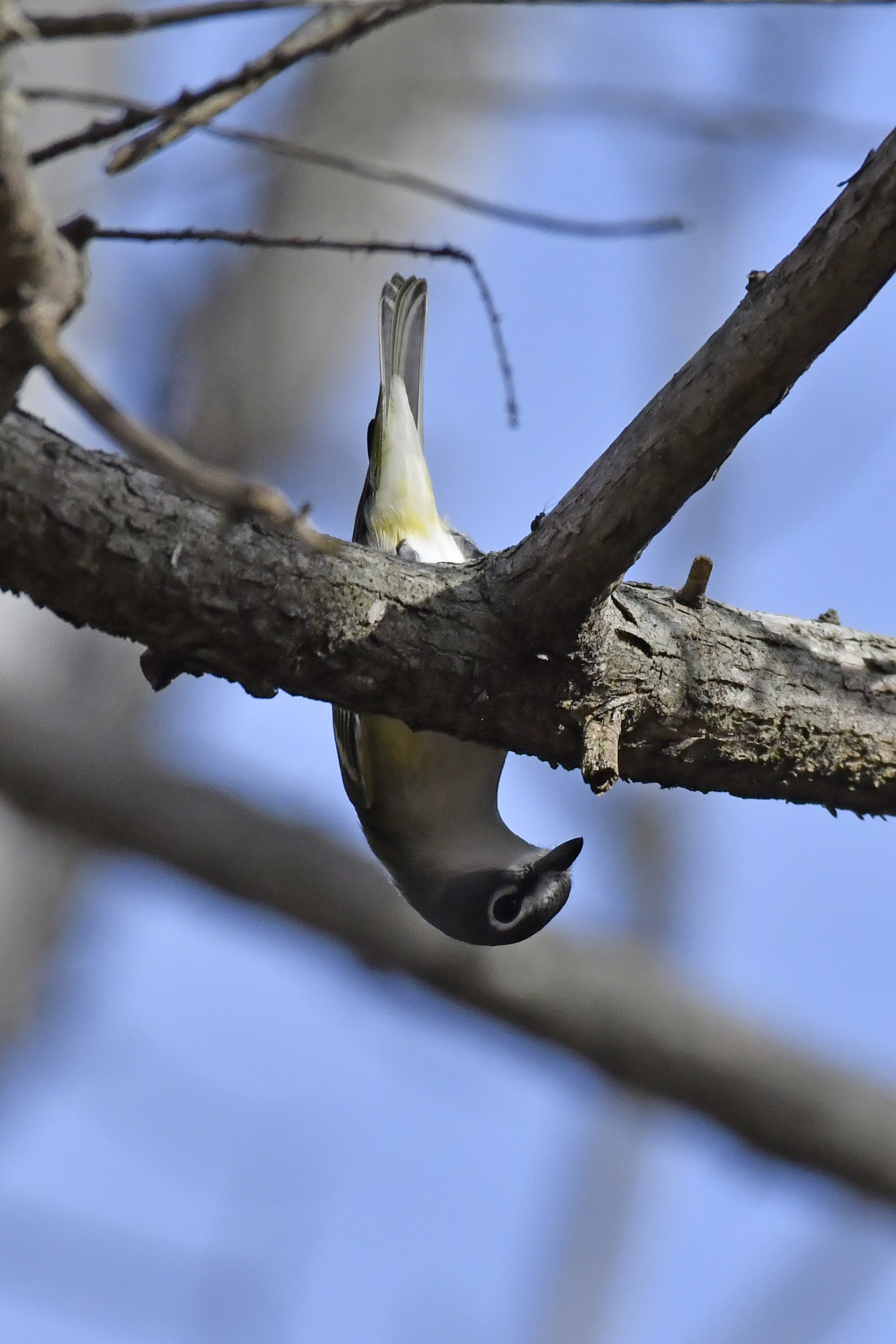 Blue-headed Vireo (Vireo solitarius)