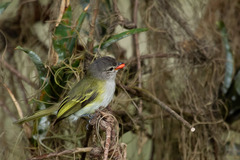 Phyllomyias griseocapilla