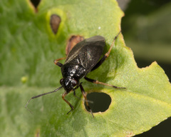 Capsus