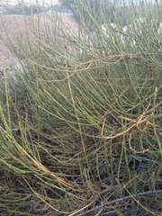 Ephedra chilensis