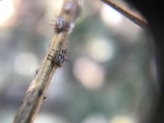 Aconophora compressa