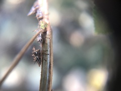 Aconophora compressa