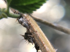 Aconophora compressa