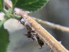 Aconophora compressa