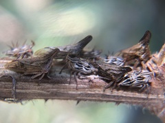 Aconophora compressa