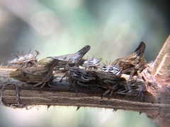 Aconophora compressa