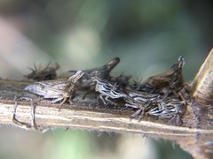 Aconophora compressa