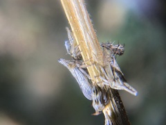 Aconophora compressa