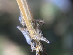 Aconophora compressa
