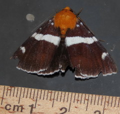 Buzara infractafinis