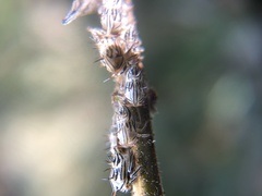 Aconophora compressa