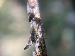 Aconophora compressa