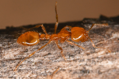 Solenopsis geminata