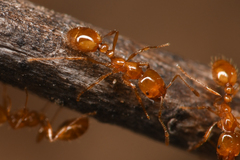 Solenopsis geminata
