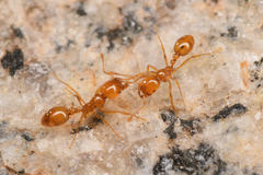 Solenopsis geminata